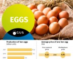Infographic - Eggs Foto